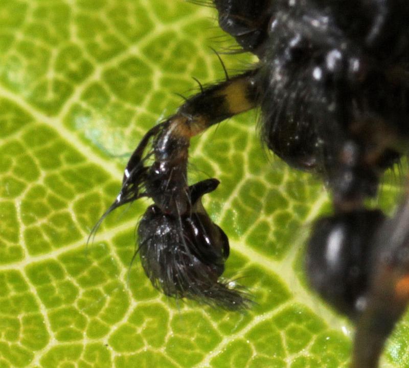 Textrix_denticulata_D8206_Z_88_Bij afgraving_Nederland.jpg